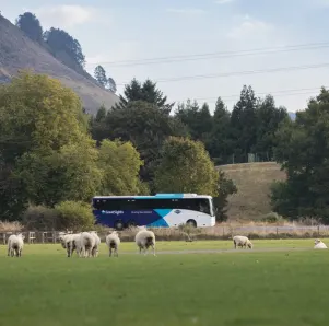 Getting to Waitomo by coach
