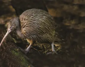 Cave and Kiwi Combo