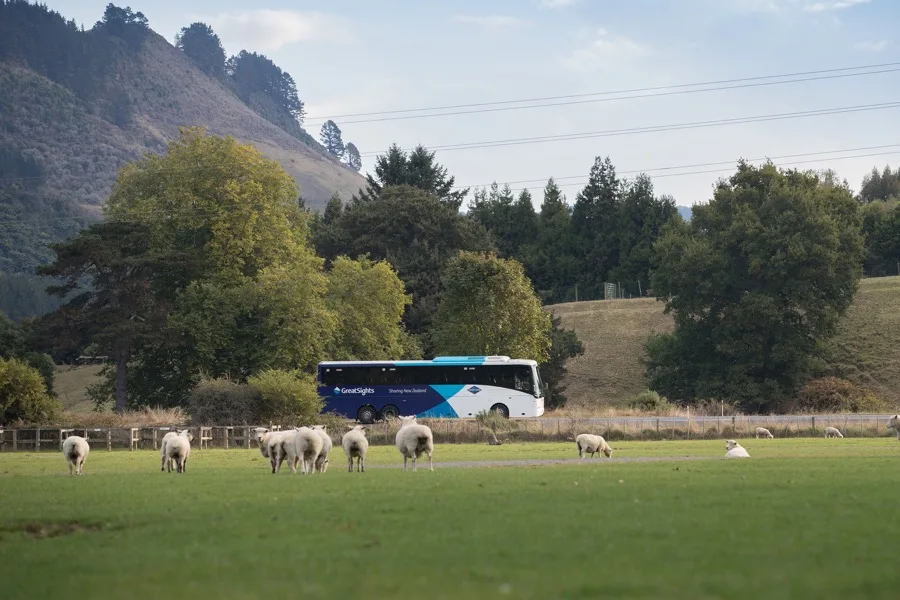 Banner - Coach to Waitomo