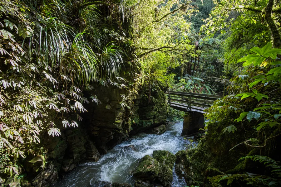 Top 3 Waitomo Short Walks