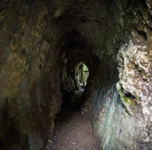 Ruakuri Bush Walk
