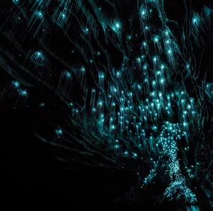 The History of Waitomo Glowworm Cave