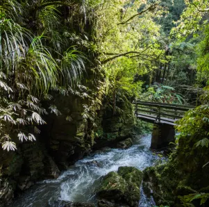 Top 3 Short Nature Walks in Waitomo Area